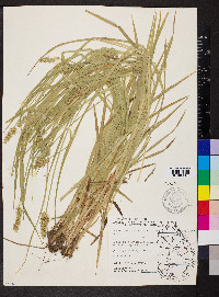 Carex laevivaginata image