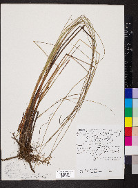 Carex lasiocarpa image