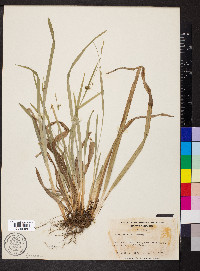 Carex laxiculmis image