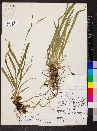 Carex leptonervia image