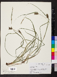 Carex louisianica image