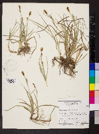 Carex meadii image