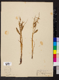 Carex maritima image
