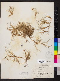Carex maritima image