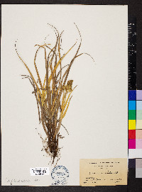 Carex macrocephala image