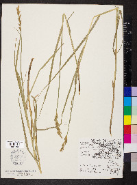 Carex muskingumensis image