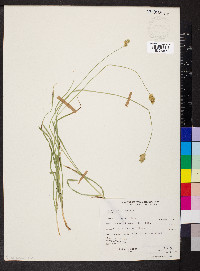 Carex multicostata image