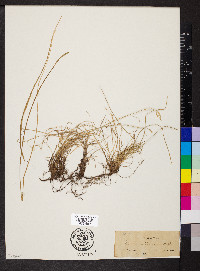 Carex prasina image