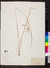 Carex prasina image