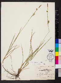 Carex meadii image