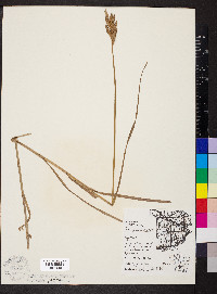 Carex muskingumensis image