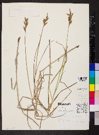 Carex muskingumensis image