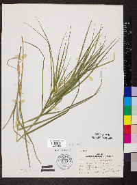 Carex muskingumensis image