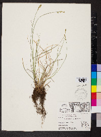 Carex muehlenbergii var. enervis image