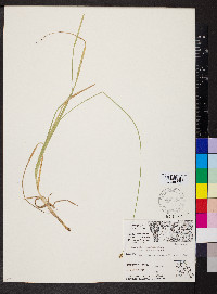 Carex muehlenbergii var. enervis image