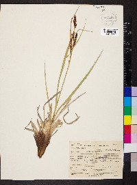 Carex nebraskensis image