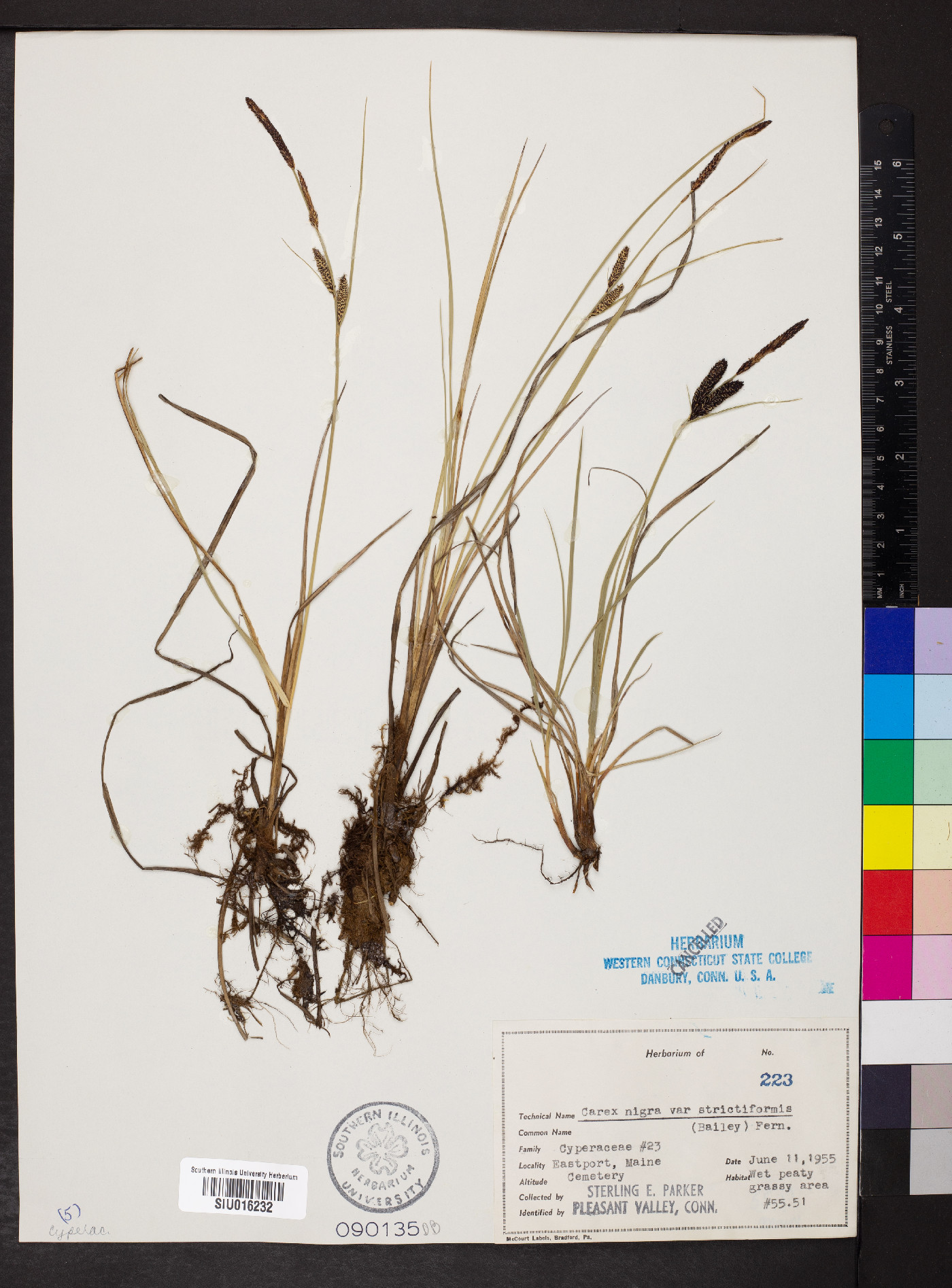 Carex nigra var. strictiformis image