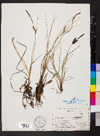 Carex nigra image