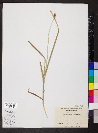 Carex normalis image