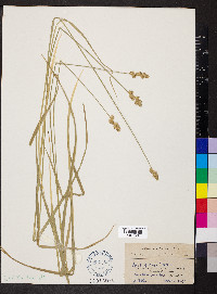 Carex normalis image