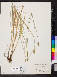 Carex normalis image