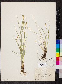 Carex occidentalis image