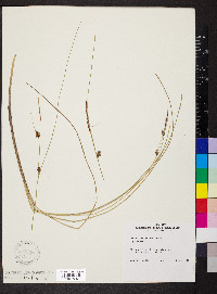 Carex oligosperma image