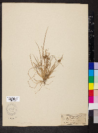 Carex oederi image