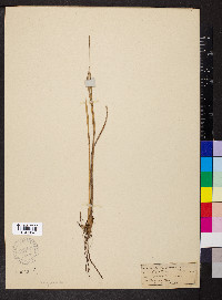 Carex oligosperma image