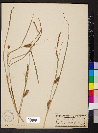 Carex olneyi image