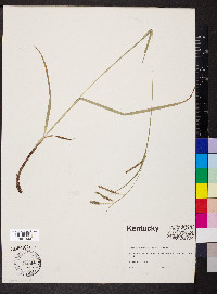 Carex oxylepis image