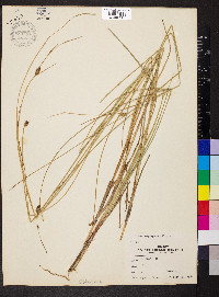 Carex oligosperma image