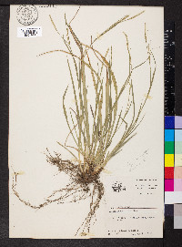 Carex picta image