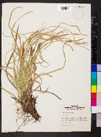 Carex picta image