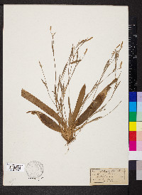 Carex platyphylla image
