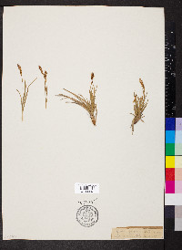 Carex pyrenaica image