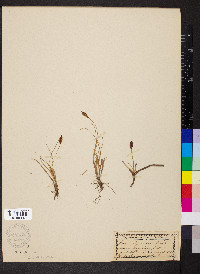 Carex pyrenaica image