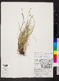 Carex peckii image