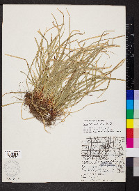 Carex pedunculata image