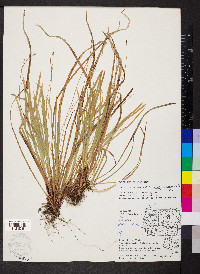 Carex pedunculata image