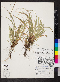 Carex pedunculata image