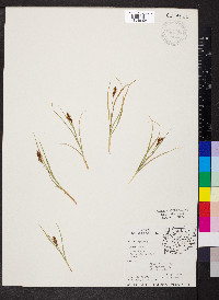 Carex phaeocephala image
