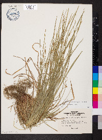 Carex planispicata image