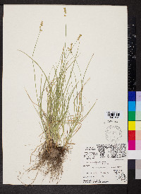 Carex retroflexa image