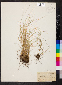 Carex radiata image