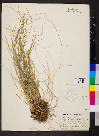 Carex radiata image