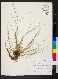 Carex radiata image