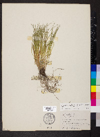 Carex radiata image