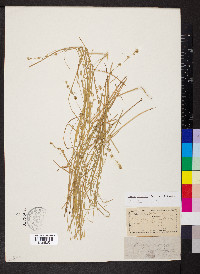 Carex radiata image