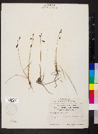 Carex rariflora image